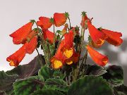 kırmızı Kapalı bitkiler Smithiantha çiçek  fotoğraf