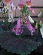 halványlila Szobanövények Smithiantha Virág  fénykép
