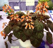 portocale Plante de interior Smithiantha Floare  fotografie
