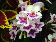 alb Plante de interior Strep Floare (Streptocarpus) fotografie