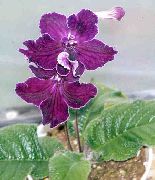 Strep púrpura Flor