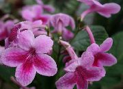rosa Krukväxter Strep Blomma (Streptocarpus) foto