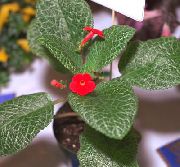 红 室内植物 Episcia 花  照片