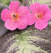粉红色 室内植物 Episcia 花  照片