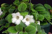 白 室内植物 Episcia 花  照片