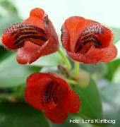 raudonas  Lūpų Augalas,  žiedas (Aeschynanthus) nuotrauka