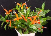 oranžna Sobne Rastline Šminka Rastlin,  Cvet (Aeschynanthus) fotografija