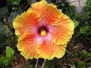 オレンジ 屋内植物 ハイビスカス フラワー (Hibiscus) フォト