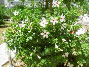 balts Telpaugi Hibiskusroze Zieds (Hibiscus) foto