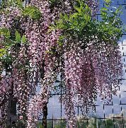 紫丁香 室内植物 紫藤 花 (Wisteria) 照片