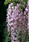 ვარდისფერი შიდა მცენარეები გლიცინია ყვავილების (Wisteria) ფოტო