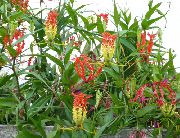红 室内植物 荣耀百合 花 (Gloriosa) 照片
