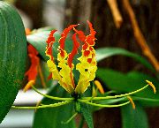 黄 室内植物 荣耀百合 花 (Gloriosa) 照片