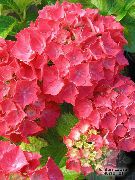 rosso Piante da appartamento Ortensia, Lacecap Fiore (Hydrangea hortensis) foto
