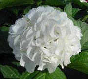 biały Rośliny domowe Hortensja (Gidrangeya) Kwiat (Hydrangea hortensis) zdjęcie