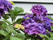 lilla Piante da appartamento Ortensia, Lacecap Fiore (Hydrangea hortensis) foto