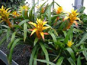 dzeltens Telpaugi Guzmania Zieds  foto