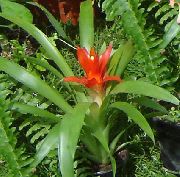 sarkans Telpaugi Guzmania Zieds  foto