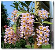 Dendrobium Orchid rosa Blomma