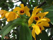 gul Krukväxter Dendrobium Orchid Blomma  foto
