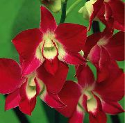 червоний Домашні рослини Дендробиум Квітка (Dendrobium) фото