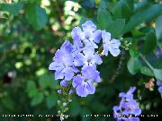 světle modrá Pokojové rostliny Duranta, Med Kapky, Zlatá Kapička Rosy, Holub Bobule Květina  fotografie