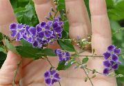 violetinė Vidinis augalai Duranta, Medus Lašai, Aukso Rasos Lašas, Balandžiai Uogų žiedas  nuotrauka