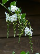 vit Krukväxter Duranta, Honung Droppar, Gyllene Daggdroppe, Duva Bär Blomma  foto