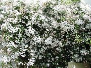 wit Kamerplanten Jasmijn Bloem (Jasminum) foto