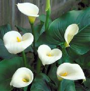 білий Домашні рослини Зантедескія (Кала) Квітка (Zantedeschia) фото
