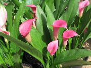 roz Plante de interior Arum Crin Floare (Zantedeschia) fotografie