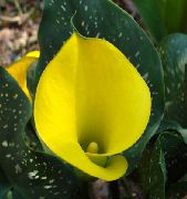 geltonas Vidinis augalai Kalis žiedas (Zantedeschia) nuotrauka