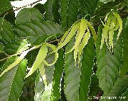 黄 室内植物 依兰，香水树，香奈儿5号树，ilang-Ilang，maramar 花 (Cananga odorata) 照片