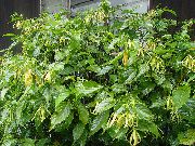 黄 室内植物 依兰，香水树，香奈儿5号树，ilang-Ilang，maramar 花 (Cananga odorata) 照片