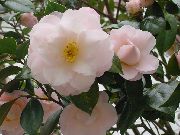 თეთრი შიდა მცენარეები კამელია ყვავილების (Camellia) ფოტო