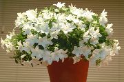бял Стайни растения Камбанка Цвете (campanula) снимка