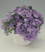 紫丁香 室内植物 风铃，风铃草 花 (campanula) 照片