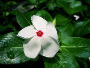 Madagascar Periwinkle, Vinca branco Flor