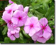 розе Затворени погони Мадагасцар Зимзелен, Винча Цвет (Catharanthus) фотографија