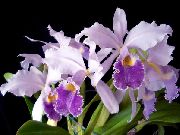 Cattleya Orkidé lilla Blomst