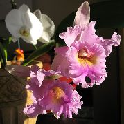 ვარდისფერი შიდა მცენარეები Cattleya ორქიდეა ყვავილების  ფოტო