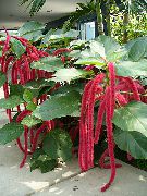 vermelho Plantas de interior Cat Tail, Chenille Plant, Red Hot Cattail, Foxtail, Red Hot Poker Flor (Acalypha hispida) foto