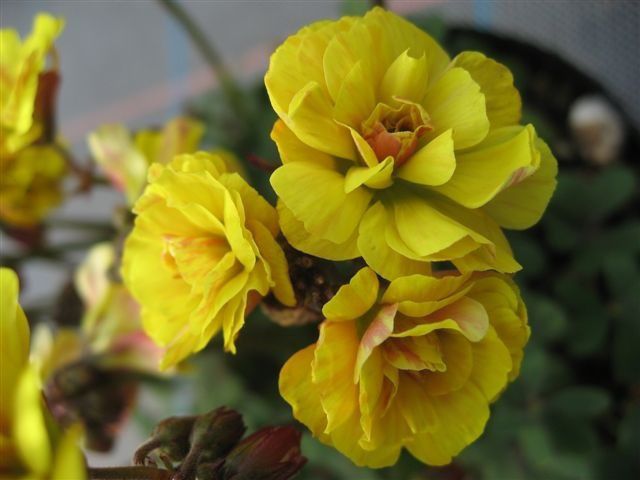 Plantas de interior Oxalis Flor foto, características y siembra, cuidado y  creciente. Color de la flor: amarillo, naranja, rojo, blanco