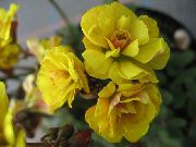 dzeltens Telpaugi Oxalis Zieds  foto