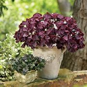 weiß Zimmerpflanzen Sauerklee Blume (Oxalis) foto