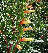 oranžna Sobne Rastline Cigareta Rastlin Cvet (Cuphea) fotografija