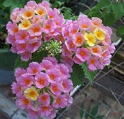 ροζ φυτά εσωτερικού χώρου Lantana λουλούδι  φωτογραφία