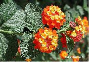помаранчевий Домашні рослини Лантану Квітка (Lantana) фото