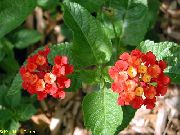 κόκκινος φυτά εσωτερικού χώρου Lantana λουλούδι  φωτογραφία