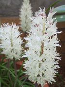 白 室内植物 海角樱草 花 (Lachenalia) 照片